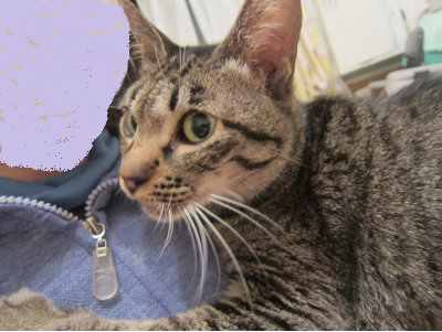 おおさか26匹猫レスキュー