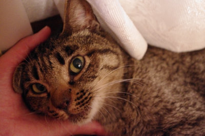 おおさか26匹猫レスキュー