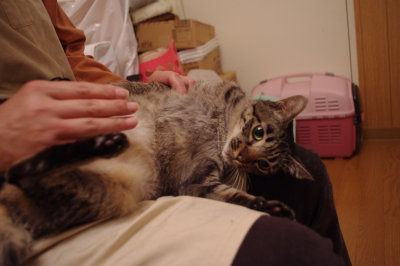 おおさか26匹猫レスキュー