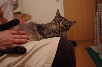おおさか26匹猫レスキュー