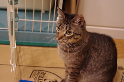 おおさか26匹猫レスキュー