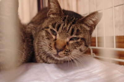 おおさか26匹猫レスキュー