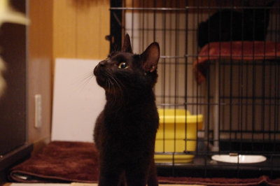 おおさか26匹猫レスキュー