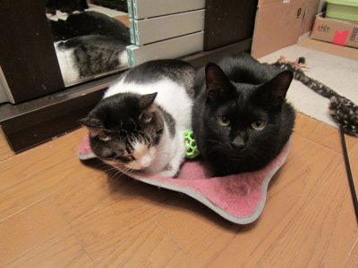 おおさか26匹猫レスキュー