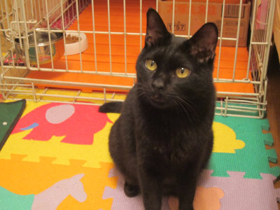 おおさか26匹猫レスキュー