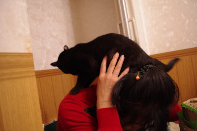おおさか26匹猫レスキュー