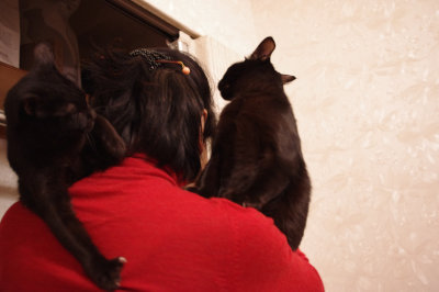 おおさか26匹猫レスキュー