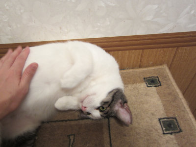 おおさか26匹猫レスキュー