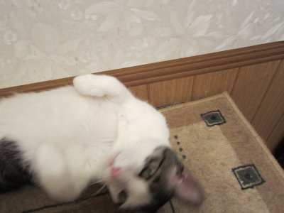 おおさか26匹猫レスキュー