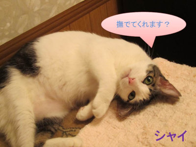おおさか26匹猫レスキュー