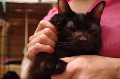 おおさか26匹猫レスキュー