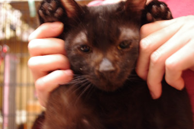 おおさか26匹猫レスキュー