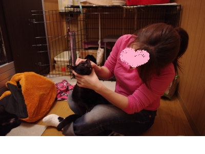 おおさか26匹猫レスキュー