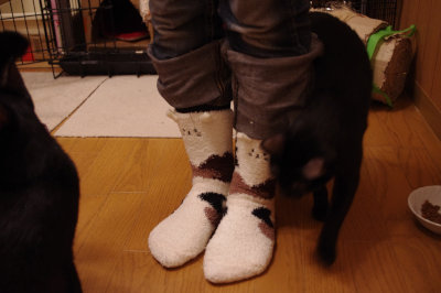 おおさか26匹猫レスキュー