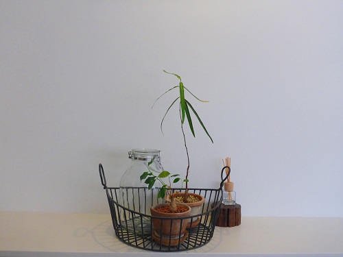 下駄箱上1