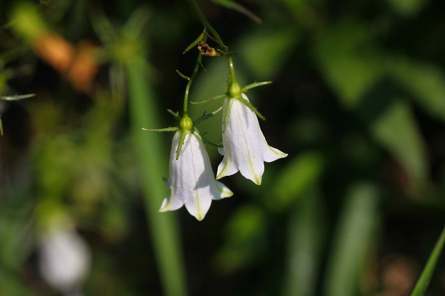 上からパチリした写真ではがく辺が見えますか?