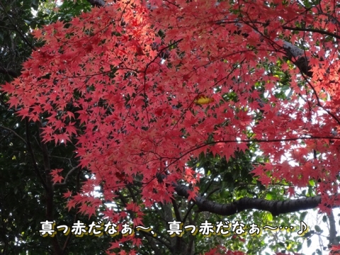035_20131216012424450.jpg