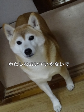 どこ行くの? 日和2