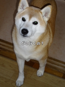 どこ行くの? 日和