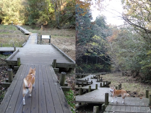 むろいけ園地 紅葉2