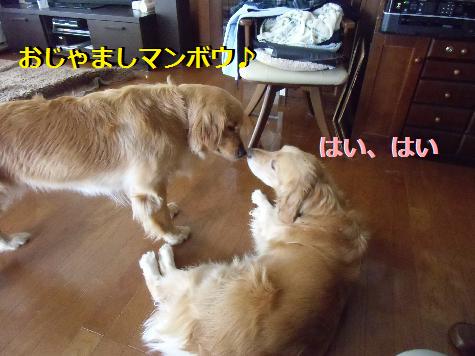 CIMG0417.jpg
