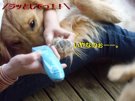 CIMG0432.jpg