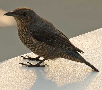 OKABird.jpg
