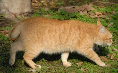 長崎の猫