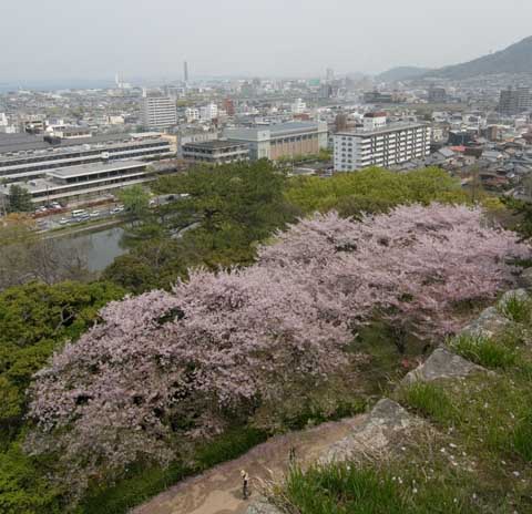 丸亀城二の丸の桜