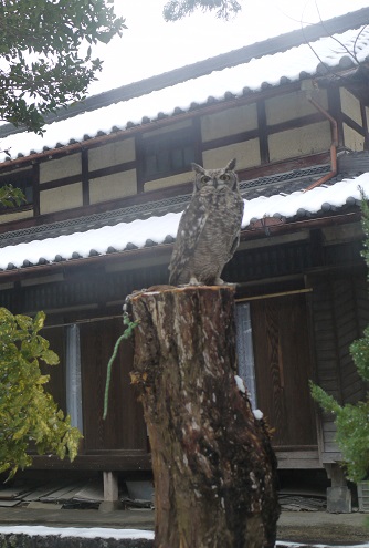 天然 止まり木の完成 キンメフクロウの子育てと田舎ごっこ