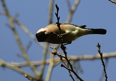 ウソt1