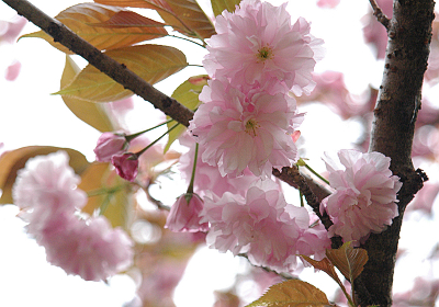 八重桜01