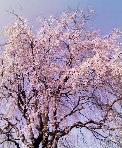 相模湖の桜