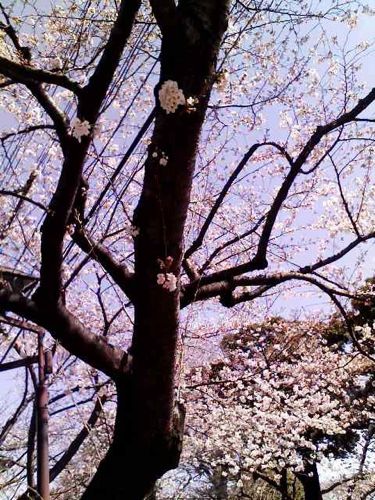 日暮里の桜