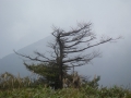 P9293382 (1024x768) (640x480)