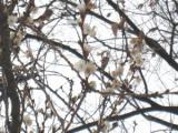 桜花--寒桜?狂い咲き?--
