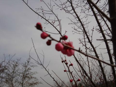 DSC00232.jpg