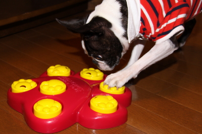 お誕生日おめでとう~ 5歳になったパンチ
