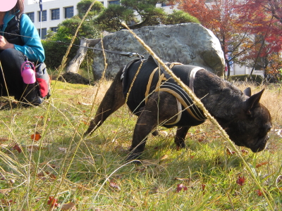 僕がごんちゃんの応援団長