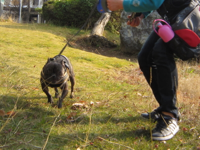 僕がごんちゃんの応援団長