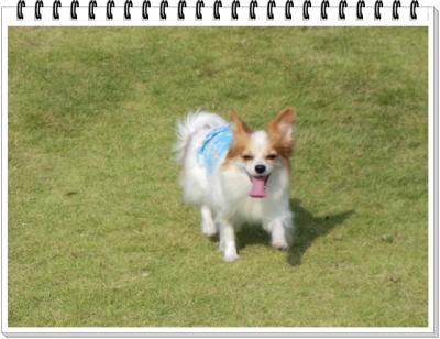 CIMG9955-crop.jpg