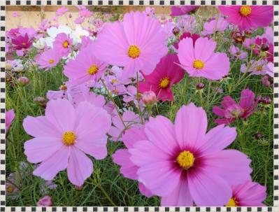 CIMG9994_20111015223828.jpg