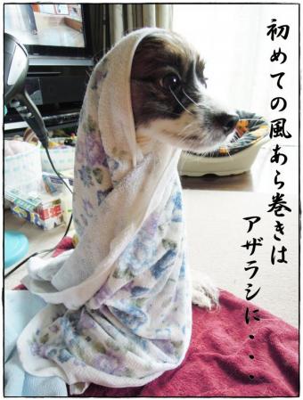 風あら巻き(ルカ)