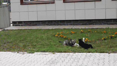 youtube_pMUUIisvnjY_gif2
