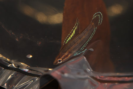 rubrimontis1