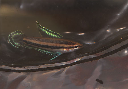 rubrimontis2