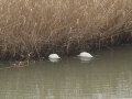 DSC02846.jpg