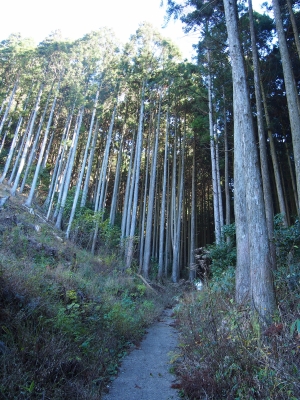 4穿戸羅漢山登山道 (2)