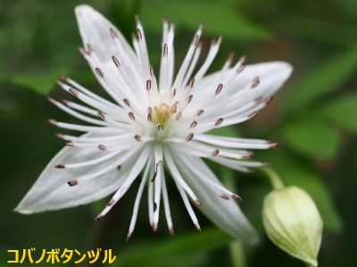 5コバノボタンヅル花1