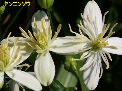6センニンソウ花1